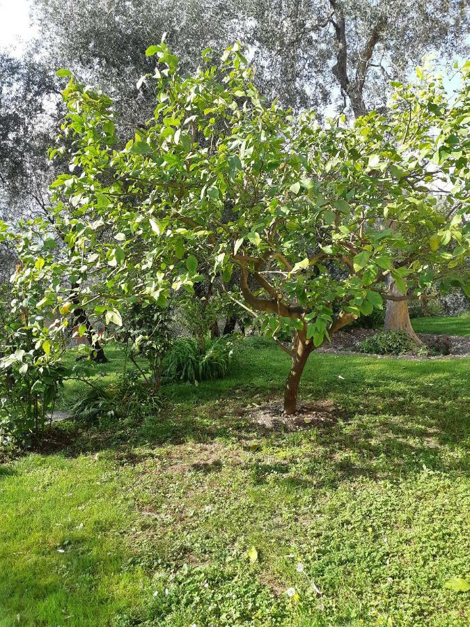 Casa Vacanze Ester Brenzone sul Garda Ngoại thất bức ảnh